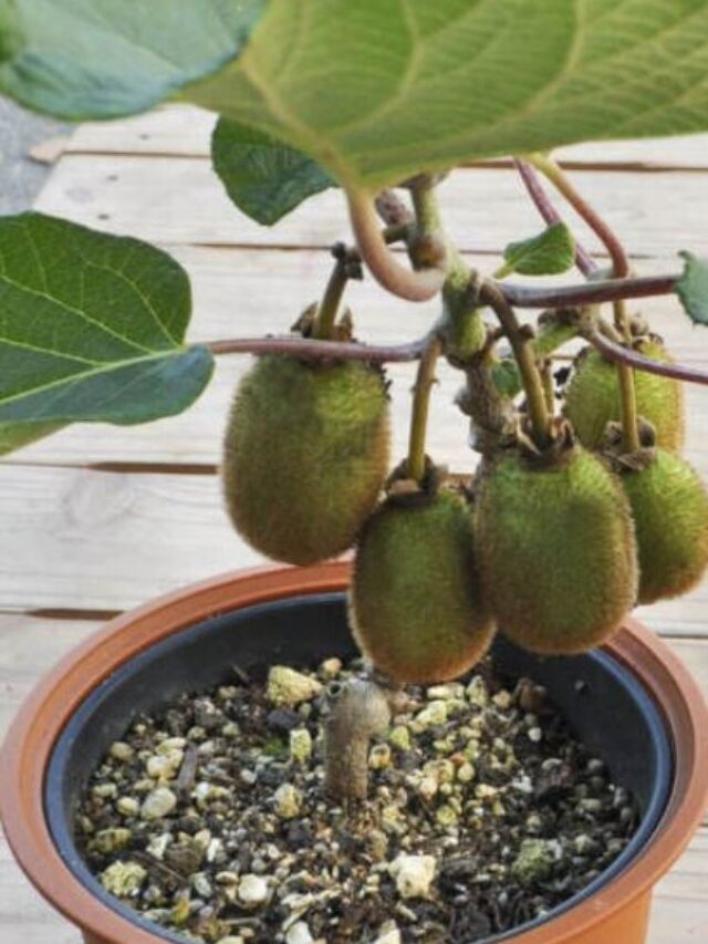 घर में गमले में उगाएं कीवी का पौधा, जान लीजिए पूरा प्रोसेस