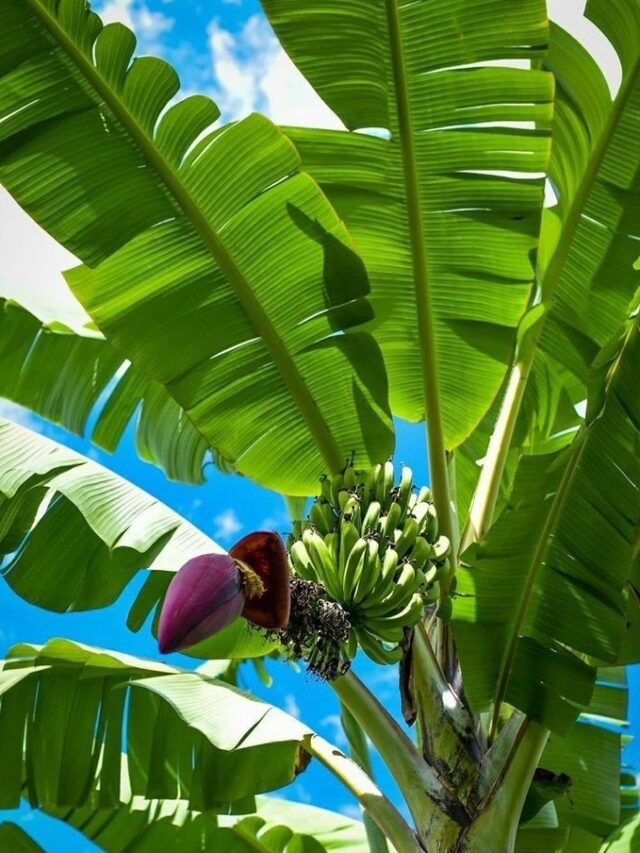 केला की पत्तियों के पानी महिलाओं के लिए किसी वरदान से कम नहीं है। इसके इस्तेमाल से महिलाओं को मिलेंगे कई विशेष तरह के फायदे