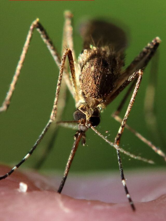 आखिर गर्मी में इतना मच्छर क्यों काटता है आईए जानते हैं?