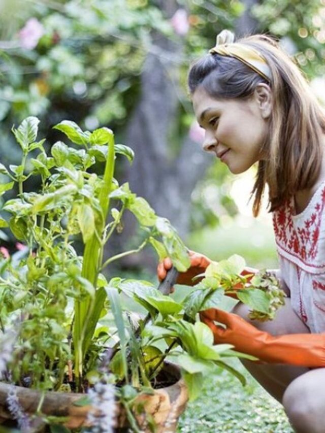 मानसून में घर के गमलों में आसानी से लगाएं मसालों के ये 5 पौधे
