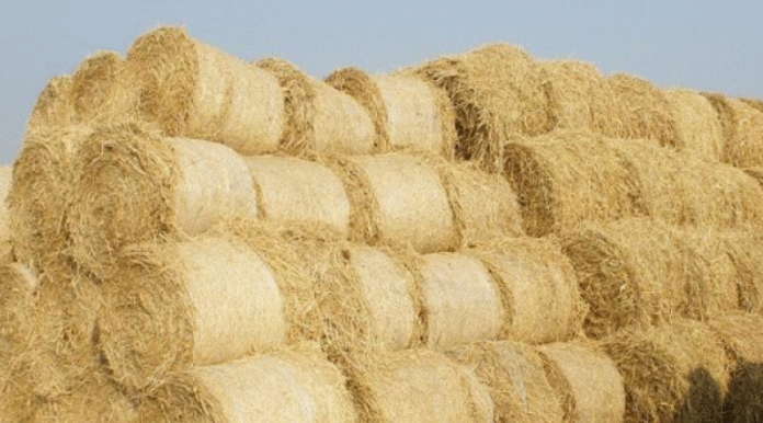 punjab