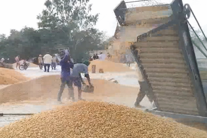 punjab maize procurement